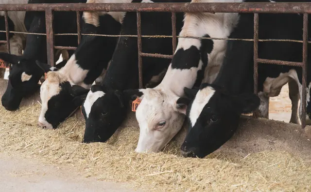 Dairy cows feeding in a modern barn