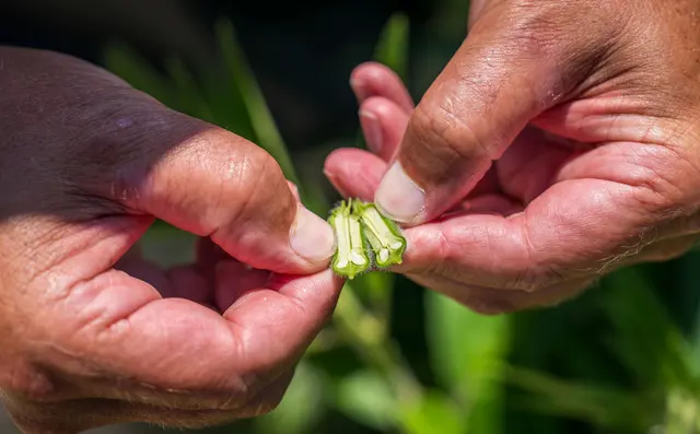 Farmer inspecting the leaves of a plant up close